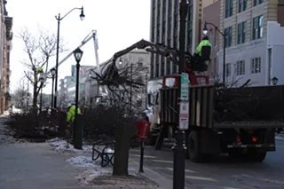 Image: City removes trees on Monroe by Lincoln Square Apartments due to worms