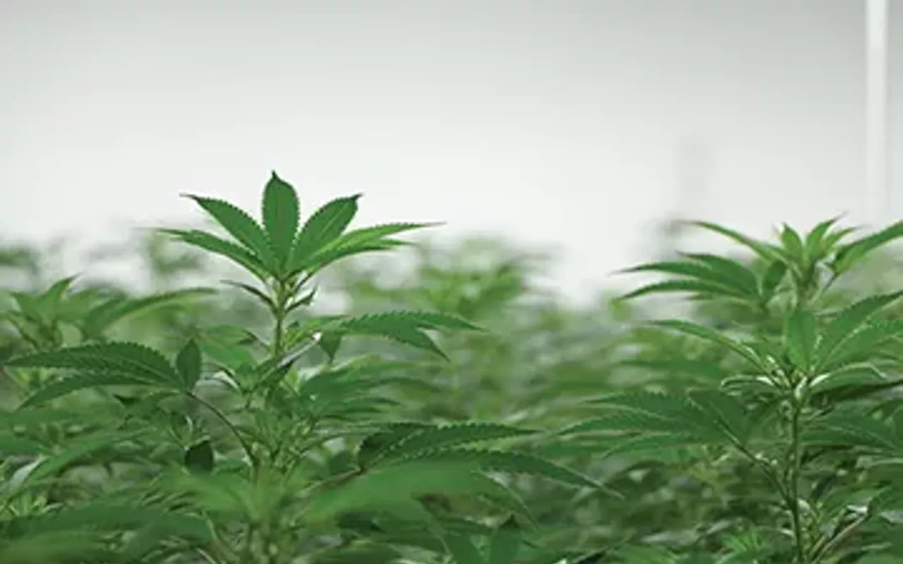 Image: Medical cannabis industry sees room to grow