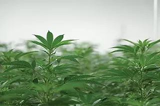 Image: Medical cannabis industry sees room to grow